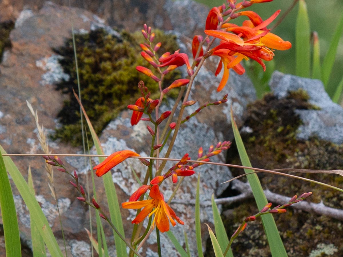 Blüten